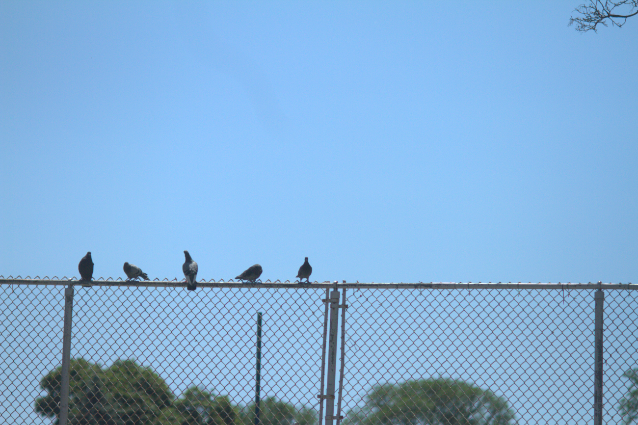 A photo of one or more birds.