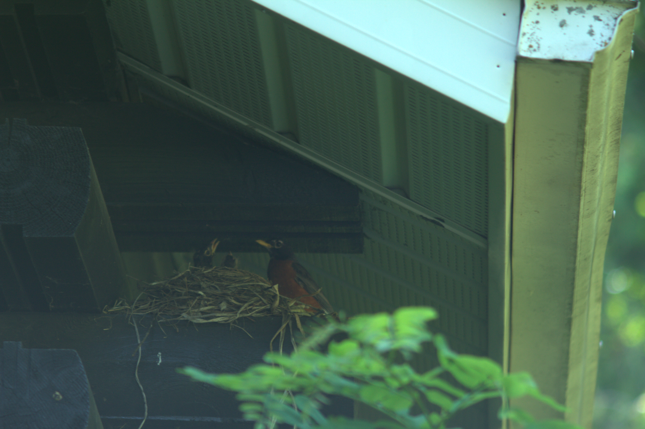 A photo of one or more birds.