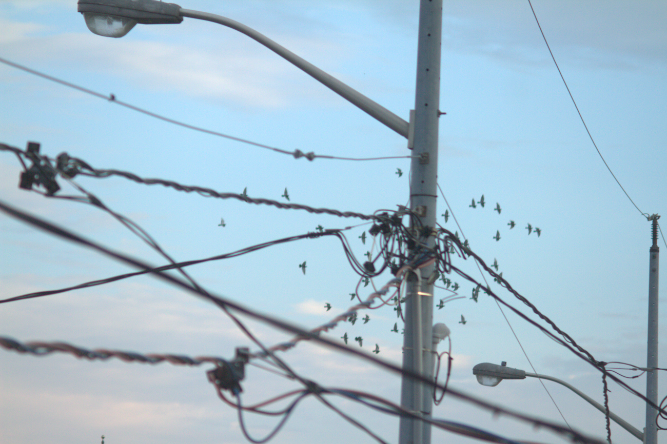 A photo of one or more birds.