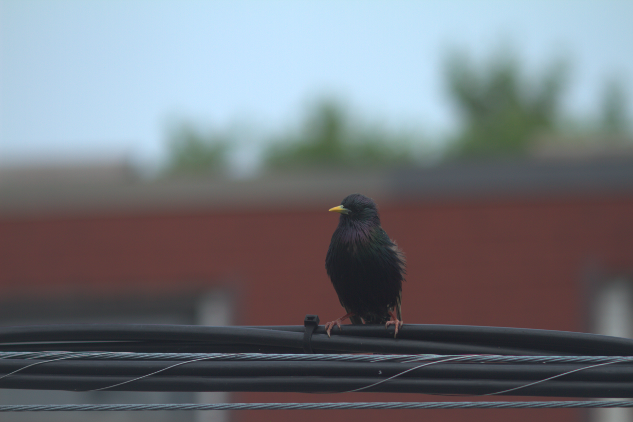 A photo of one or more birds.